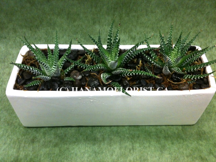 PLAN419 "SPECIAL" Zebra Cactus - Haworthia Zen Style